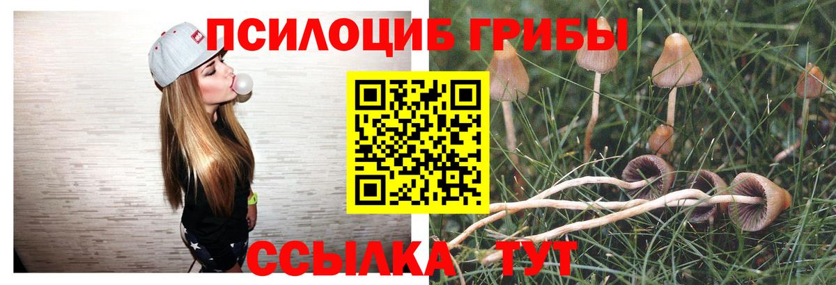 Россия  Псилоцибиновые грибы мицелий  Вход с VPN  Псилоцибиновые грибы Psilocybe 